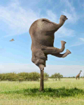 Fototapetai Fantastika 1194; 200x270cm, 300x270cm, 400x270cm