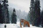 Fototapetai Gyvūnai 1036; 200x270cm, 300x270cm, 400x270cm
