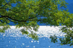 Fototapetai Augalai 1049; 200x270cm, 300x270cm, 400x270cm