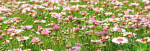 Fototapetai Augalai 1167; 200x270cm, 300x270cm, 400x270cm