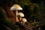 Fotodrobė Grybai 1092; 40x60cm, 60x90cm, 80x120cm, 100x150cm