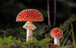 Fotodrobė Grybai 1002; 40x60cm, 60x90cm, 80x120cm, 100x150cm