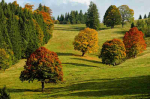 Fototapetai Gamta 1681; 200x270cm, 300x270cm, 400x270cm