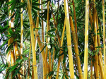 Fototapetai Augalai 1385; 200x270cm, 300x270cm, 400x270cm