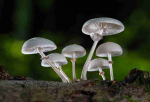 Fotodrobė Grybai 1020; 40x60cm, 60x90cm, 80x120cm, 100x150cm