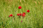 FotoDrobė Aguonos 1016; 40x60cm, 60x90cm, 80x120cm, 100x150cm