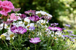 Fototapetai Augalai 1219; 200x270cm, 300x270cm, 400x270cm