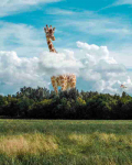 Fototapetai Gyvūnai 1519; 200x270cm