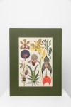 Botaninis printas &bdquo;Orchidėja"