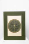 Botaninis printas &bdquo;Vandens lelijos lapas&ldquo;