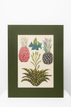 Botaninis printas &bdquo;Ananasas"