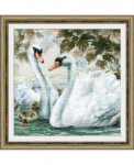White Swans 1726