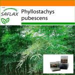 SAFLAX - Sodas mai&scaron;e - Moso Bamboo - 20 sėklų - Su substratu tinkamame stovimame mai&scaron;elyje - Phyllostachys pubescens