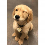 Nauja 5D &bdquo;pasidaryk pats&ldquo; deimantinio paveikslo &bdquo;naminis &scaron;uo&ldquo; siuvinėjimo kvadratas / apvalaus deimantinio kryžminio dygsnio deimantinės mozaikos tapybos dekoravimo dovana Full Square (20X30CM)