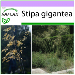 SAFLAX Giant Feather Grass - 10 sėklų - Stipa gigantea