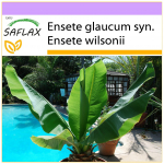SAFLAX - Snow Banana - 10 sėklų - Ensete glaucum