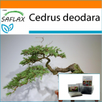 SAFLAX Sodas mai&scaron;e &ndash; Bonsai &ndash; Indijos kedras &ndash; 35 sėklos &ndash; Su substratu tinkamame stovimame mai&scaron;elyje &ndash; Cedrus deodara