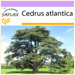 SAFLAX &Scaron;iaurės Afrikos atlaso kedras &ndash; 20 sėklų &ndash; Cedrus atlantica