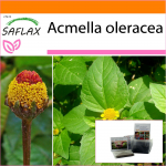 SAFLAX - Sodas mai&scaron;e - Para Cress - 500 sėklų - Su substratu tinkamame stovimame mai&scaron;elyje - Acmella oleracea