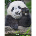 Visi&scaron;kai apvalus/kvadratinis 5D &bdquo;pasidaryk pats&ldquo; deimantinis paveikslas &bdquo;Beckoning Panda&ldquo; deimantinis siuvinėjimas Siuvinėjimo kryželiu rinkiniai Namų dekoras Rankų darbo dovanos Round 20x30cm