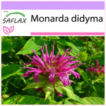 SAFLAX - Bergamočių / Oswego arbata - 20 sėklų - Monarda didyma