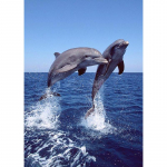 &bdquo;Pasidaryk pats&ldquo; &bdquo;Dolphin 5D&ldquo; deimantinis dažymas, pilnas apvalus gręžtuvas, gyvūnas, deimantinis siuvinėjimas kryžminio dygsnio mozaikos rinkiniai, sienų menas, namų dekoras Full Round 20x30CM