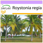 SAFLAX &ndash; Kubos karali&scaron;koji palmė &ndash; 8 sėklos &ndash; Roystonia regia