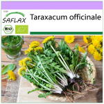 SAFLAX &ndash; Ekologi&scaron;ka &ndash; Kiaulpienė &ndash; 400 sėklų &ndash; Taraxacum officinale