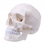 Gyvo dydžio žmogaus kaukolės modelis Anatominis Anatomija Medicininis mokymo skeletas Hea