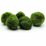 3&ndash;4 cm Marimo samanų kamuoliukai gyvi akvariumo augalai Dumbliai žuvų krevečių rezervuaro ornamentas modeliavimas žaliųjų dumblių kamuoliukai dirbtinis augalas