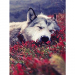 Wolf Icefield Wolf Fashion Diamants Painting Kit 30x30CM Painting