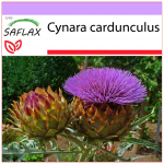 SAFLAX - Kardūnas / Ispani&scaron;kas arti&scaron;okas - 50 sėklų - Cynara cardunculus