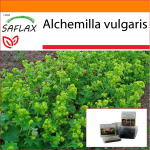 SAFLAX - Sodas mai&scaron;e - Lady's Mantle - 100 sėklų - Su substratu tinkamame stovimame mai&scaron;elyje - Alchemilla vulgaris