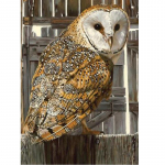 &bdquo;Pasidaryk pats&ldquo; pelėda, 5D deimantinė tapyba, pilnas apvalus grąžtas kryžminio dygsnio animacinis filmas Gyvūnų deimantų siuvinėjimas Kalnų kri&scaron;tolas Mozaika Namų dekoras Full Round 20x30CM