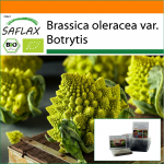 SAFLAX Sodas mai&scaron;e &ndash; Ekologi&scaron;ki &ndash; Žiediniai kopūstai &ndash; Romanesco &ndash; 50 sėklų &ndash; Su substratu tinkančiame stovinčiame mai&scaron;elyje &ndash; Brassica oleracea