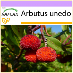 SAFLAX &ndash; Bra&scaron;kių medis &ndash; 50 sėklų &ndash; Arbutus unedo