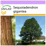 SAFLAX &ndash; Kalifornijos milžinas raudonmedis &ndash; 50 sėklų &ndash; Sequoiadendron gigantea
