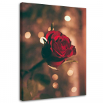 Feeby Canvas print, Raudonos rožės gėlė