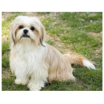 &bdquo;Pasidaryk pats&ldquo; deimantinis siuvinėjimas Shih Tzu naminis &scaron;uo, 5d viso apvalaus apvalaus grąžto deimantinis dažymas 20X30CM