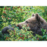 Visas 5D &bdquo;pasidaryk pats&ldquo; deimantų pie&scaron;imas animacinis filmas &bdquo;Animal Bear&ldquo; siuvinėjimas kryželiu namų dekoras, rankų darbo dovana 25x30cm