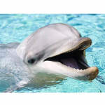 Deimantinis siuvinėjimas Dolphin 5D &bdquo;pasidaryk pats&ldquo; deimantų tapybos rinkinys Gyvūnai Siuvinėjimo kryželiu mozaikos menas 20X30CM