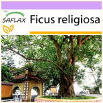 SAFLAX - Peepul Tree / Sacred Fig - 100 sėklų - Ficus religiosa