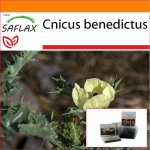 SAFLAX &ndash; Sodas mai&scaron;e &ndash; &Scaron;v. Benedikto er&scaron;kėtis - 50 sėklų - Su substratu tinkamame stovimame mai&scaron;elyje - Cnicus benedictus