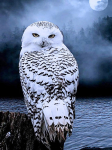 &bdquo;Pasidaryk pats&ldquo; deimantinis paveikslas i&scaron; viso apskritimo, 5D pelėdos, peizažo, deimantinio siuvinėjimo, cirkonio, kryželio siuvinėjimo, namų dekoravimo, dovanos 25x30cm