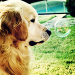 Pasidaryk pats &Scaron;uo 5D Deimantinė Tapyba Pilnas Apvalus Gręžimas Deimantinė Siuvinėjimas Kryželiu Mozaikos Rinkiniai Gyvūnas Sienų Menas Namų Dekoravimas Full Round 20x20CM