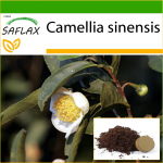 SAFLAX &ndash; Arbatos augalas &ndash; 6 sėklos &ndash; Su vazoniniu substratu geresniam auginimui &ndash; Camellia sinensis