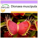 SAFLAX - Venus Fly Trap - 10 sėklų - Dionaea muscipula