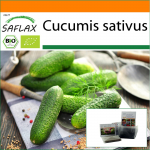 SAFLAX - Sodas mai&scaron;elyje - Ekologi&scaron;kas - Agurkas - Vorgebirgstraube - 15 sėklų - Su substratu tinkamame stovimame mai&scaron;elyje - Cucumis sativus