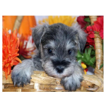 &bdquo;Pasidaryk pats&ldquo; apvalus deimantinis pie&scaron;imas &scaron;nauceris &scaron;uniui deimantinis siuvinėjimas gyvūnas augintinis, pilnas gręžimo mozaikos kri&scaron;tolas 20X30CM