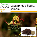 SAFLAX Povinis krūmas - 10 sėklų - Su auginimo substratu geresniam auginimui - Caesalpinia gillesii